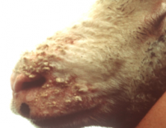 Exudative dermatitis & hard scabs on ears and nose of a sheep following rainfall- Dx?