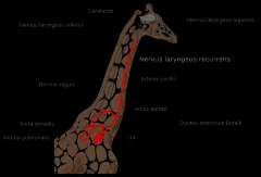 Giraffe's neck: The laryngeal nerve loops around the aorta instead of taking a direct route from brain to larynx.  In the giraffes the detour is up to 4.6 metres
