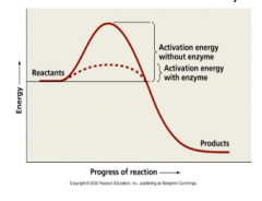 -Proteins that catalyze (speed up) chemical reactions by lowering the activation energy (increase rates of reaction) 