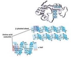 What protein structure?


 


(bottom pictures)