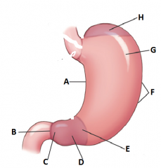 Label the anatomy of the Distal Esophagus and Stomach