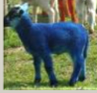 What is a possible cause of the colour of this sheep?