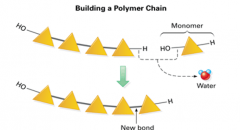 -How monomers bond to make a polymer 
