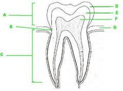 the tooth structure labeling