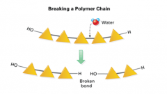 -How polymers break down into monomers 