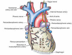 mainly pericardiacophrenic arteries 
(pericardiacophrenic from internal thoracic from subclavian*)

musculophrenic arteries & thoracic aorta may also contribute