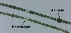 a type of cyanobacteria that exists as a plankton
 
vegetative cells: photosynthesis
 
akinete: hypnospore
 
heterocyst: N2 fixation
 
muciliaginous sheath: protection