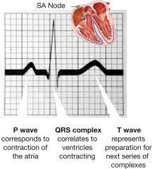 P wave:  atria contract
QRS:  ventricles contract
T wave:  reversal of ions