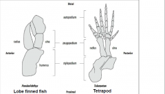 -Devonian period, 400-600 million years ago
•Proximal skeletal elements (radius, ulna, humerus) of the tetrapod limb are present in the ancestral lobe fin fish