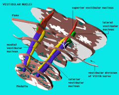 -medial vestibular nucleus
-lateral vestibular nucleus (Deiter's)
-superior vestibular nucleus
-inferior vestibular nucleus
(^ vestibular= balance coordination)
-oculomotor nuclei- conscious perception of equilibrium & orientation