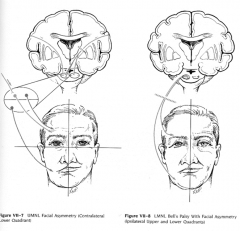 bilateral innervation to the muscles of the forehead, contralateral to muscles for the lower face.