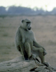 Hamadryas baboon