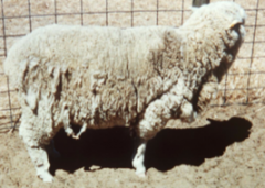 This sheep was seen rubbing its body against fences, chewing/biting at fleece. Possible cause?