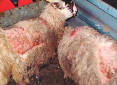 Sheep with large, itchy red patches on back & shoulders, marked irritation. Possible Dx?