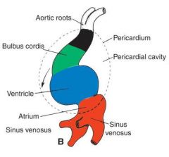 Venous End--->
> Sinus venosus (paired)
> Atrium
> Ventricle 
> Bulbus cordis
---> Aterial End