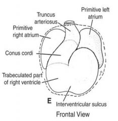 proximal 1/3- right ventricle
middle (conus cordis)- outflow tracts of ventricles
distal 1/3 (truncus arteriosus)- aorta & pulmonary trunk