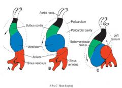 cephalic bends ventrally caudally & to right
caudal shifts dorsocranially & to left

creates cardiac loop