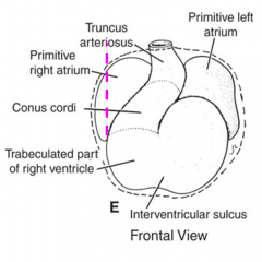 truncus arteriosis + conus cordis = truncoconal portion

Shifts from R side of pericardial cavity to more medially, ends up btwn dilatations of the atrium