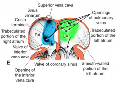 R atrium- left sinus horn (sinus venarum)

L atrium- pulmonary vein & its (4?) tributaries