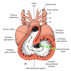 the junction btwn the original common atrium & L ventricle

endocardial cushions, develop at superior and inferior canal borders