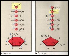 Same elements but different structural forms

Fructose, Glucose, Galactose 
(isomer, monosaccharides)
