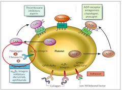 - Ab directed against the GPIIb/IIIa receptor to block final pathway of platelet activation; not irreversible
 
- Renal clearance (dosing in renal failure unclear)
 
Risk: AV nodal block, thrombocytopenia, Anti-abciximab antibody development