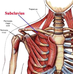 innervated by subclavian nerve (C5-6)

depresses shoulder