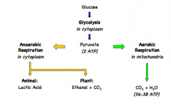 Aerobic respiration occurs in the presence of oxygen and takes place in the mitochondrion
Pyruvate is broken down into carbon dioxide and water and a large amount of ATP is formed (34 - 36 molecules)
Although this process begins with glycolysis ...