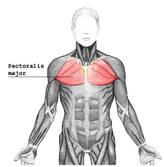 Pectoralis Major Muscle 