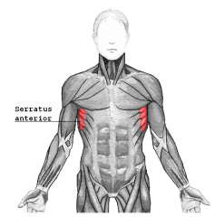 Serratus Anterior Muscle
