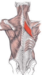 Rhomboid Major Muscle