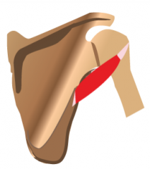 Teres Minor Muscle
