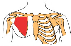 Subscapularis Muscle