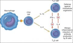 CD4 T cells produce interleukin that stimulate other T cells that go on to stimulate other B cells.
Drug companies are trying to make drugs that specifically block IL-12 secretion from the CD4 T helper cell.