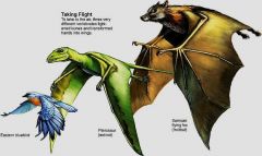 analogous structures that
Evolve independently in the absence of convergent 
Evolution (Ex. Wings)

[fossil evidence indicates that bat and bird wings 
Arose independently from walking forelimbs of 
Different ancestors]