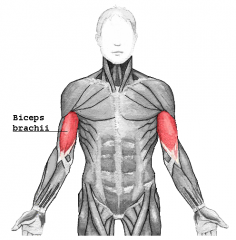 Biceps Brachii Muscle