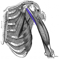 Coracobrachialis Muscle