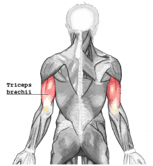 Triceps Brachii Muscle