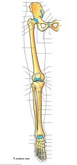 lateral condyle