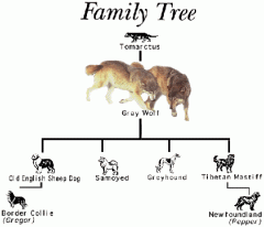 tree in which the length of a branch from a common ancestor reflects the number of changes that have occurred in a particular DNA sequence within a lineage 
(Ex. Canine phylogeny) [African wild dog: Lycaon pictus]