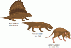 species or group of species from an evolutionary lineage that is known to have diverged early from other groups
 (Ex. Mammals from early reptiles)