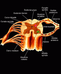 -La sostanza grigia è raccolta nella porzione centrale del midollo spinale ed è circondata dalla sostanza bianca. Forma due masse simmetriche a forma di farfalla: la porzione anteriore è detta corno anteriore e quella posteriore corno posterio...