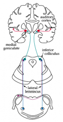 ventral auditory pathway


bottom cut: pons --> superior olives and lateral lemniscus
middle cut: midbrain --> inferior colliculus 
top cut: brain: medial geniculate and primary auditory dortex