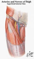 adductor longus muscle