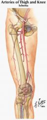 deep artery of the thigh