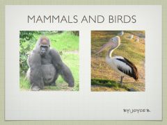 consists of several Species that lack a common ancestor

(Ex. Mammals and birds)