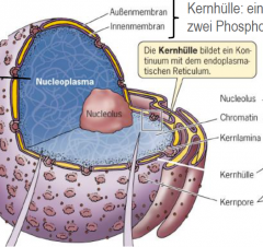 1. Kernhülle
2. Nucleoplasma
3. Nucleolus

