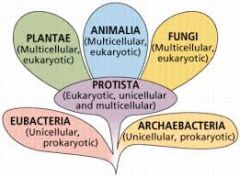 division of organisms into categories based on sets of characteristics used to assess similarities and differences