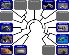 analytical approach to understanding diversity/relationships of organisms 
(extinct and extant)

- Relationships based upon:
1.	Morphological similarities

2.	Biochemical/molecular similarities