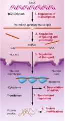 1. Transcription; initiation, elongation,termination 
2. RNA processing
3. mRNA transport (out of nucleus)
4. RNA stability
5. Translation